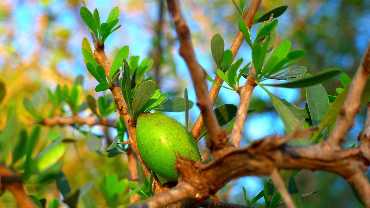 argan oil tree