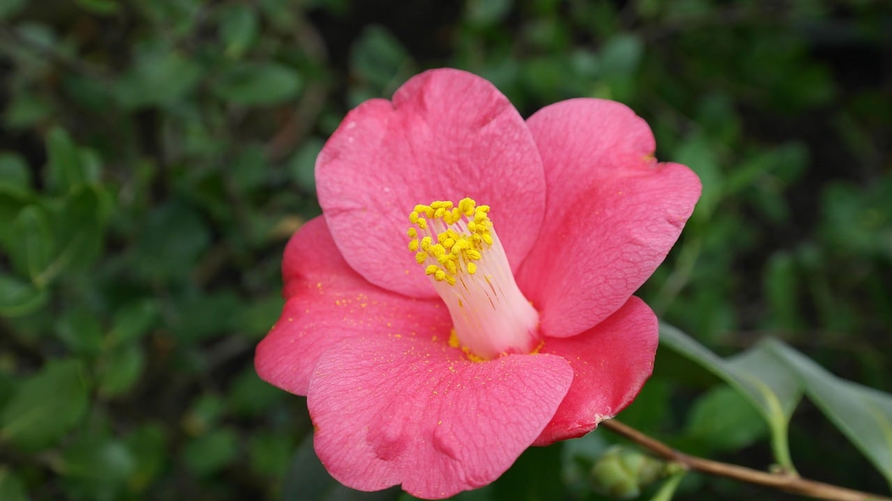 camellia japonica plant from which tsubaki oil is made