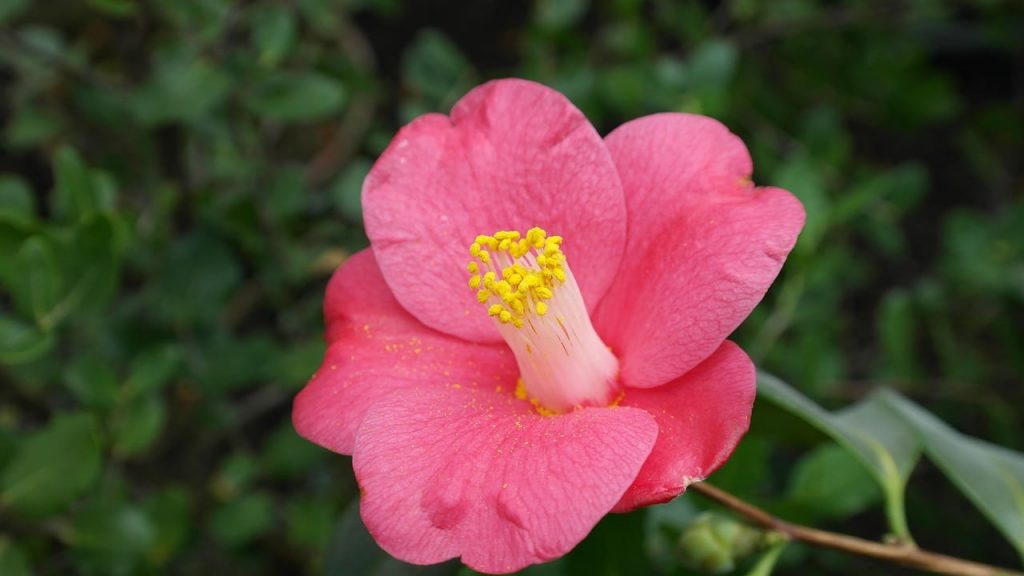 camellia japonica plant from which tsubaki oil is made camellia japonica plant from which tsubaki oil is made
