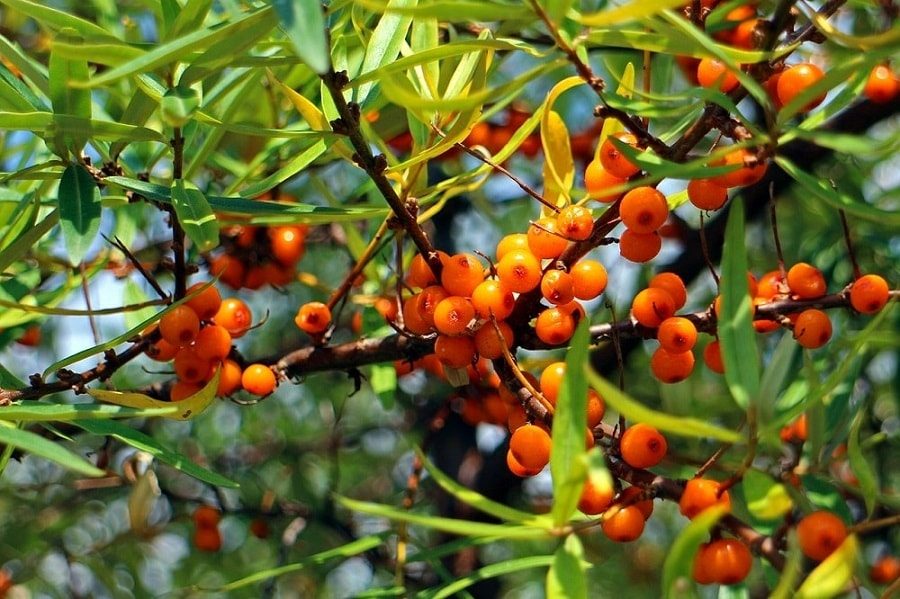 sea buckthorn fruit berries