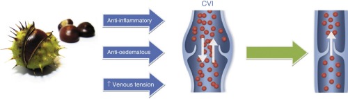 horse chestnut extract effect on venous walls